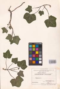 Hedera helix L., Eastern Europe, North Ukrainian region (E11) (Ukraine)