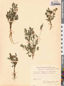 Corydalis sibirica (L.fil.) Pers., Siberia, Chukotka & Kamchatka (S7) (Russia)