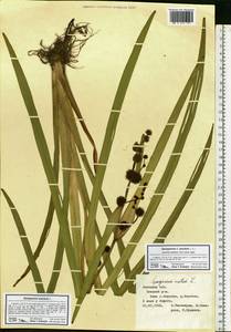 Sparganium erectum L., Eastern Europe, Central forest-and-steppe region (E6) (Russia)