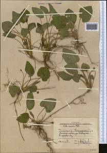 Viola suavis M. Bieb., Middle Asia, Western Tian Shan & Karatau (M3) (Uzbekistan)