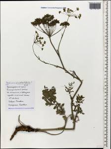 Pastinaca pimpinellifolia M. Bieb., Caucasus, Black Sea Shore (from Novorossiysk to Adler) (K3) (Russia)