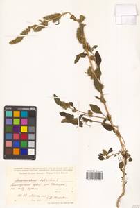 Amaranthus powellii S. Watson, Siberia, Russian Far East (S6) (Russia)