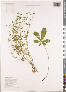 Potentilla thuringiaca Bernh. ex Link, Caucasus, Black Sea Shore (from Novorossiysk to Adler) (K3) (Russia)