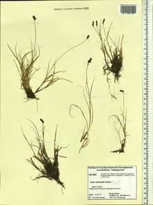 Carex lachenalii subsp. lachenalii, Siberia, Central Siberia (S3) (Russia)