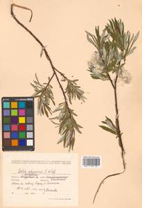 Salix schwerinii E. L. Wolf, Siberia, Russian Far East (S6) (Russia)