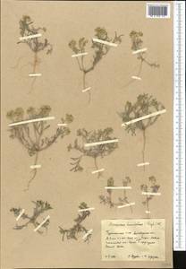 Meniocus linifolius (Stephan ex Willd.) DC., Middle Asia, Kopet Dag, Badkhyz, Small & Great Balkhan (M1) (Turkmenistan)