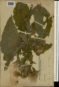 Cirsium alatum (S. G. Gmel.) Bobrov, Caucasus, Azerbaijan (K6) (Azerbaijan)