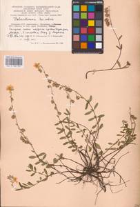 Helianthemum nummularium subsp. obscurum (Pers. ex Wahlenb.) Holub, Eastern Europe, Lithuania (E2a) (Lithuania)