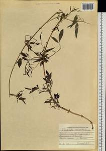 Clematis orientalis L., Siberia, Altai & Sayany Mountains (S2) (Russia)