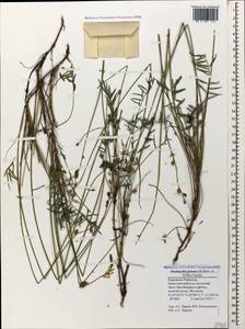 Onobrychis petraea (Willd.)Fisch., Caucasus, Stavropol Krai, Karachay-Cherkessia & Kabardino-Balkaria (K1b) (Russia)