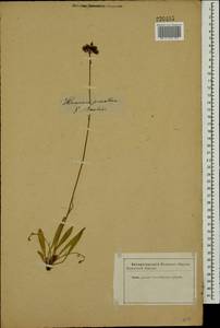 Pilosella piloselloides subsp. praealta (Gochnat) S. Bräut. & Greuter, Eastern Europe, Latvia (E2b) (Latvia)