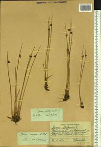 Juncus arcticus subsp. arcticus, Siberia, Central Siberia (S3) (Russia)