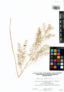 Asparagus officinalis L., Siberia, Baikal & Transbaikal region (S4) (Russia)