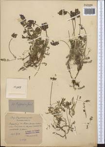 Oxytropis lapponica (Wahlenb.)Gay, Middle Asia, Western Tian Shan & Karatau (M3) (Kazakhstan)