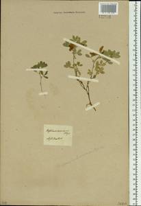 Trifolium eximium DC., Siberia, Baikal & Transbaikal region (S4) (Russia)