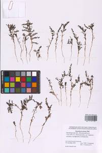 Suaeda prostrata Pall., Eastern Europe, Eastern region (E10) (Russia)