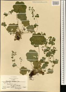 Alchemilla heptagona Juz., Eastern Europe, Central region (E4) (Russia)