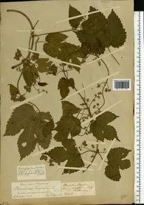 Humulus lupulus L., Eastern Europe, Central forest-and-steppe region (E6) (Russia)
