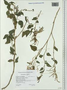 Amaranthus viridis L., Western Europe (EUR) (Greece)