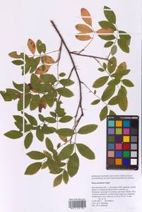 Rosa acicularis Lindl., Eastern Europe, Central forest-and-steppe region (E6) (Russia)