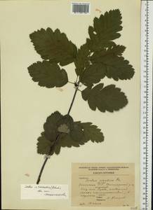 Scandosorbus intermedia (Ehrh.) Sennikov, Eastern Europe, Estonia (E2c) (Estonia)