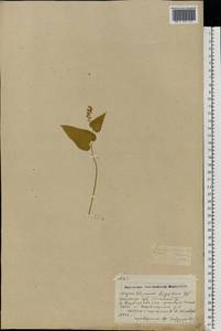 Maianthemum bifolium (L.) F.W.Schmidt, Eastern Europe, North-Western region (E2) (Russia)