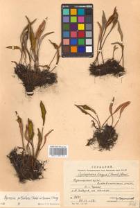 Pyrrosia petiolosa (Christ) Ching, Siberia, Russian Far East (S6) (Russia)