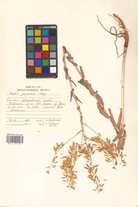 Isatis tinctoria L., Siberia, Russian Far East (S6) (Russia)