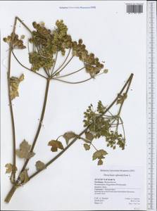 Heracleum sphondylium, Western Europe (EUR) (Germany)