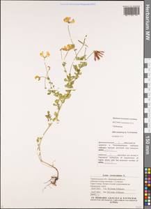 Lotus corniculatus L., Eastern Europe, South Ukrainian region (E12) (Ukraine)