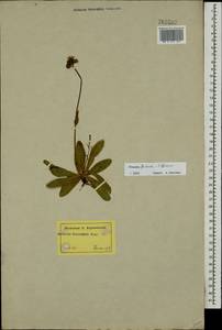 Pilosella piloselliflora (Nägeli & Peter) Soják, Eastern Europe, Western region (E3) (Russia)