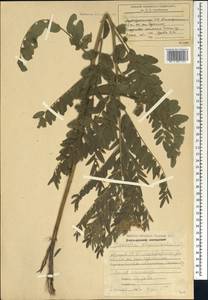 Sophora alopecuroides L., Caucasus, Azerbaijan (K6) (Azerbaijan)