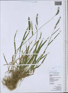 Hordeum brachyantherum Nevski, Siberia, Chukotka & Kamchatka (S7) (Russia)