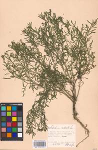 Lepidium ruderale L., Eastern Europe, Moscow region (E4a) (Russia)