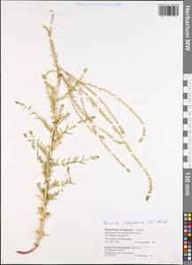 Bassia scoparia (L.) Beck, Eastern Europe, Middle Volga region (E8) (Russia)