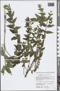 Scutellaria galericulata L., Siberia, Baikal & Transbaikal region (S4) (Russia)