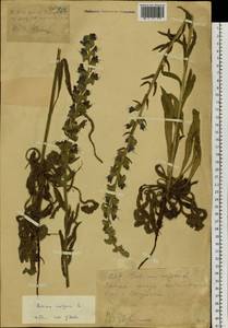 Echium vulgare L., Siberia, Western (Kazakhstan) Altai Mountains (S2a) (Kazakhstan)