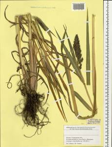 Echinochloa, Eastern Europe, Middle Volga region (E8) (Russia)