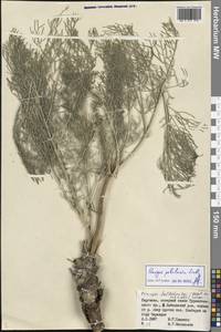 Prangos pabularia Lindl., Middle Asia, Pamir & Pamiro-Alai (M2) (Kyrgyzstan)