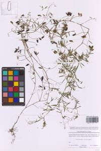 Vicia hirsuta (L.) Gray, Eastern Europe, Moscow region (E4a) (Russia)