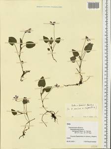 Viola ×braunii Borbás, Eastern Europe, Western region (E3) (Russia)