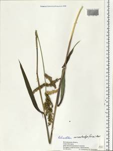 Echinochloa muricata (P.Beauv.) Fernald, Eastern Europe, Central forest-and-steppe region (E6) (Russia)