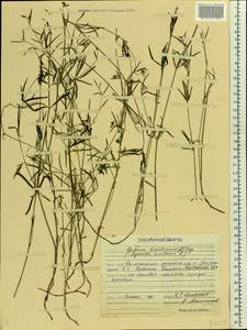 Cynanchica tinctoria (L.) Fourr., Eastern Europe, Middle Volga region (E8) (Russia)