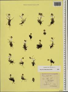 Omalotheca supina (L.) DC., Caucasus, South Ossetia (K4b) (South Ossetia)