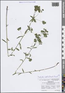 Euphorbia microcarpa (Prokh.) Krylov, Eastern Europe, Middle Volga region (E8) (Russia)