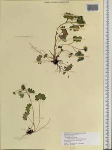 Saxifraga bracteata D. Don, Siberia, Chukotka & Kamchatka (S7) (Russia)