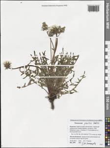 Taraxacum longicorne Dahlst., Siberia, Baikal & Transbaikal region (S4) (Russia)