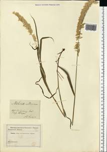 Melica altissima L., Eastern Europe, Rostov Oblast (E12a) (Russia)