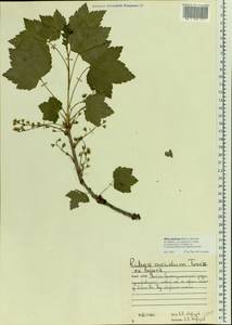 Ribes spicatum subsp. lapponicum Hyl., Eastern Europe, Northern region (E1) (Russia)