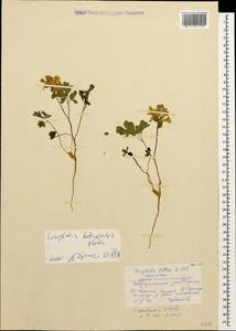 Corydalis teberdensis A. P. Khokhr., Caucasus, Stavropol Krai, Karachay-Cherkessia & Kabardino-Balkaria (K1b) (Russia)